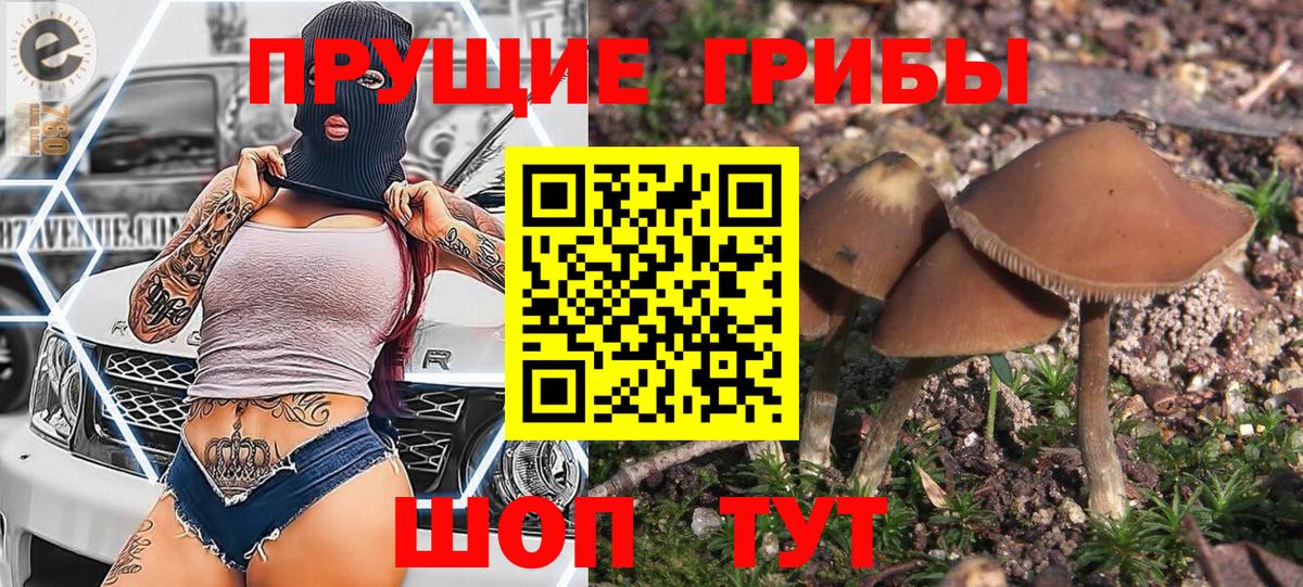 Псилоцибиновые грибы GOLDEN TEACHER Орёл